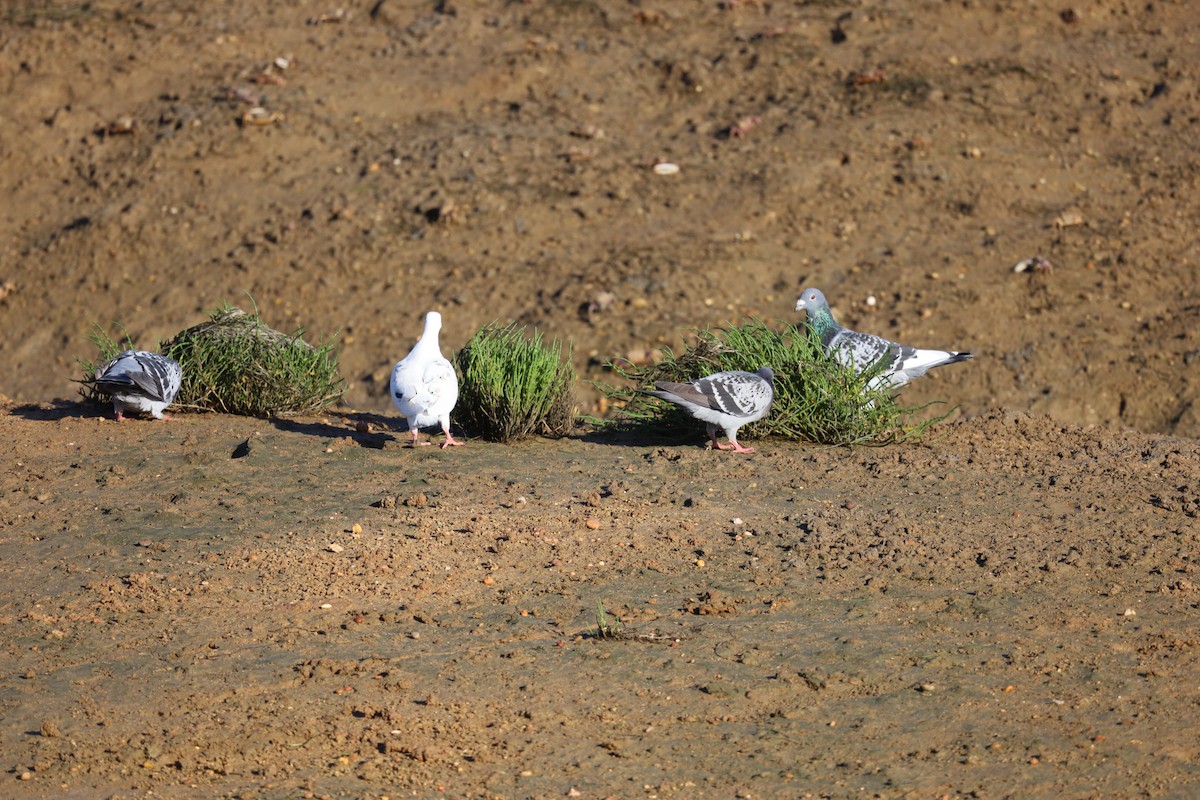 Rock Pigeon (Feral Pigeon) - ML624224092