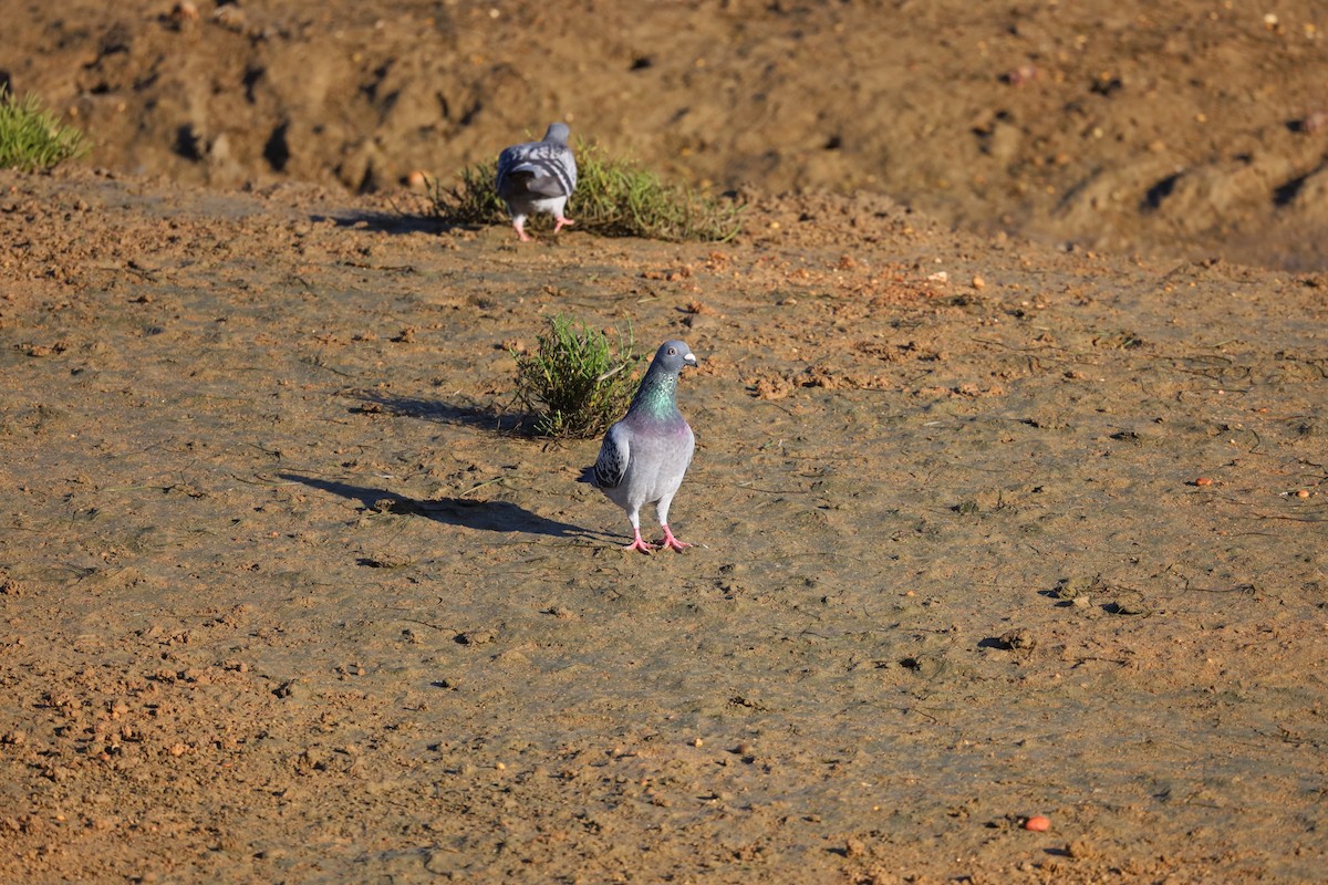 Rock Pigeon (Feral Pigeon) - ML624224093