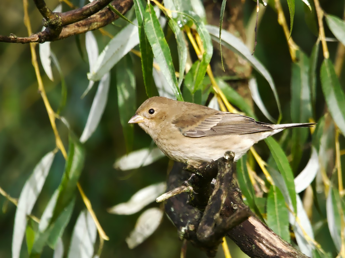 Indigo Bunting - ML624224096