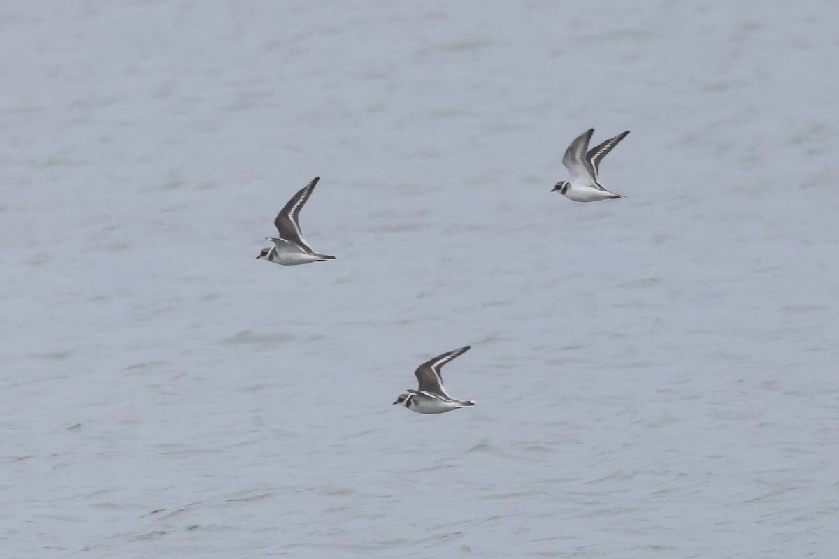 Common Ringed Plover - ML624224098