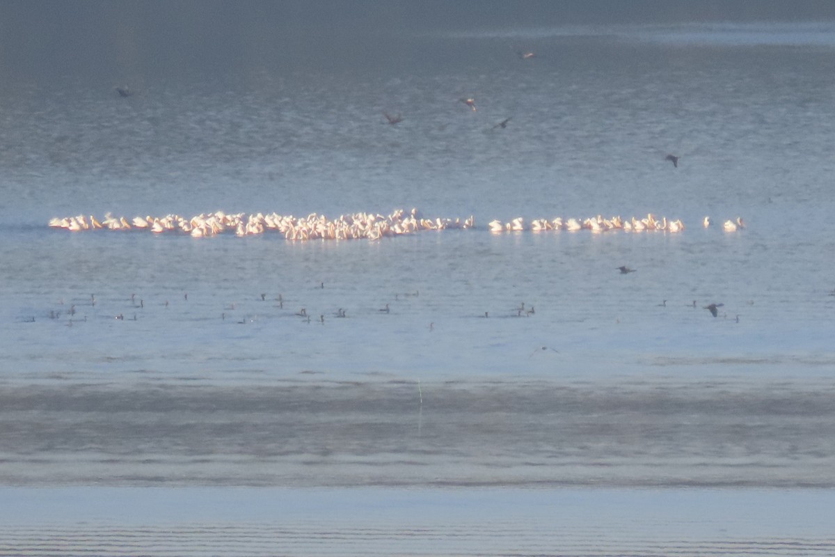 American White Pelican - ML624224100