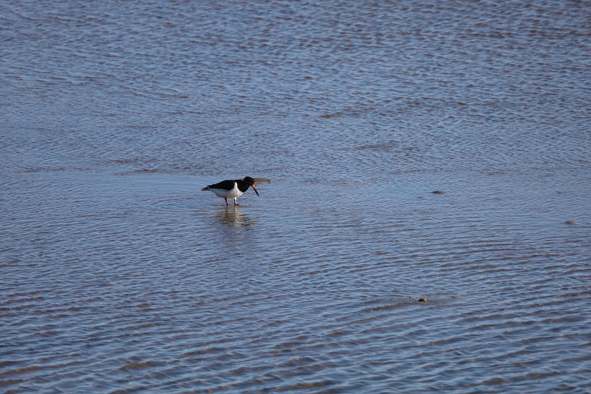 Eurasian Oystercatcher - ML624224101