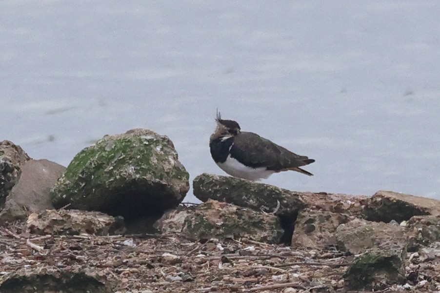 Northern Lapwing - ML624224102