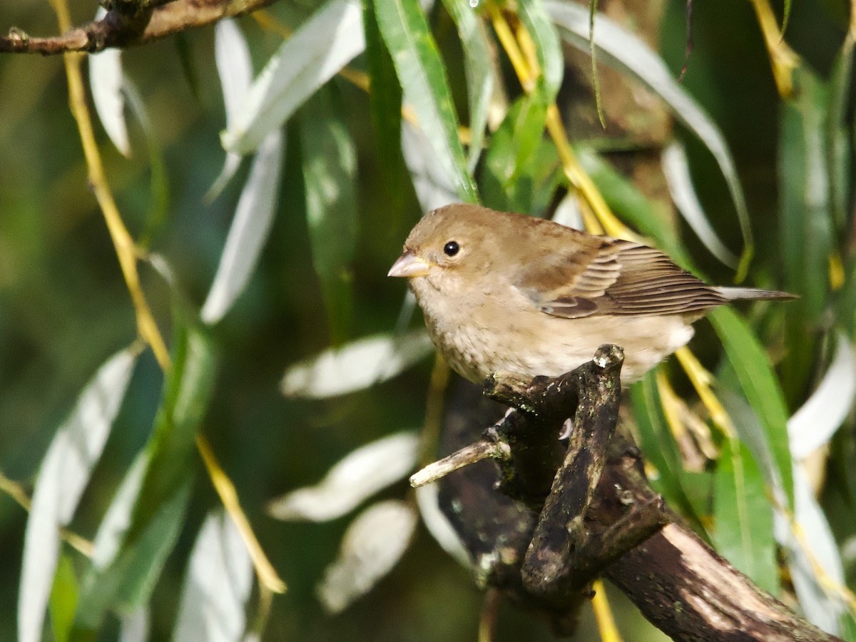 Indigo Bunting - ML624224103