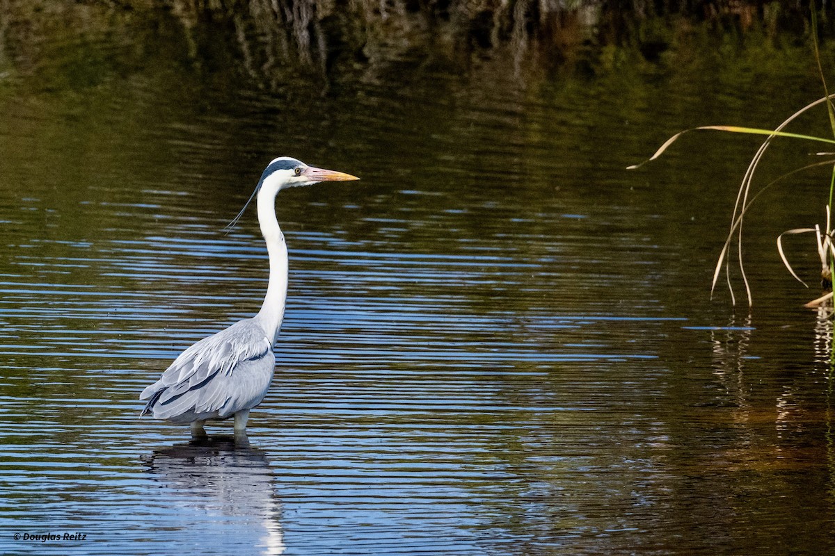 Black-headed Heron - ML624224104