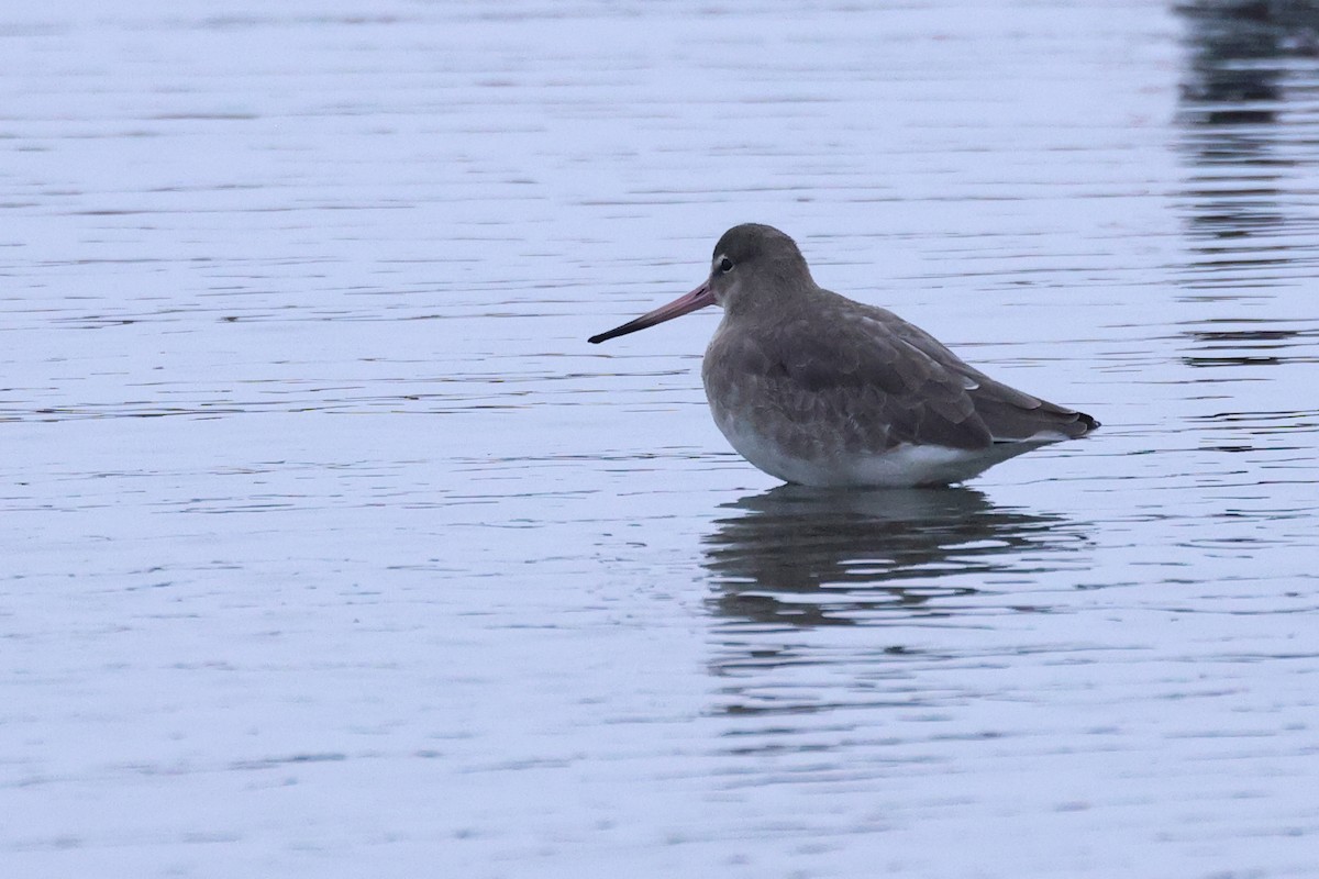 Black-tailed Godwit - ML624224106