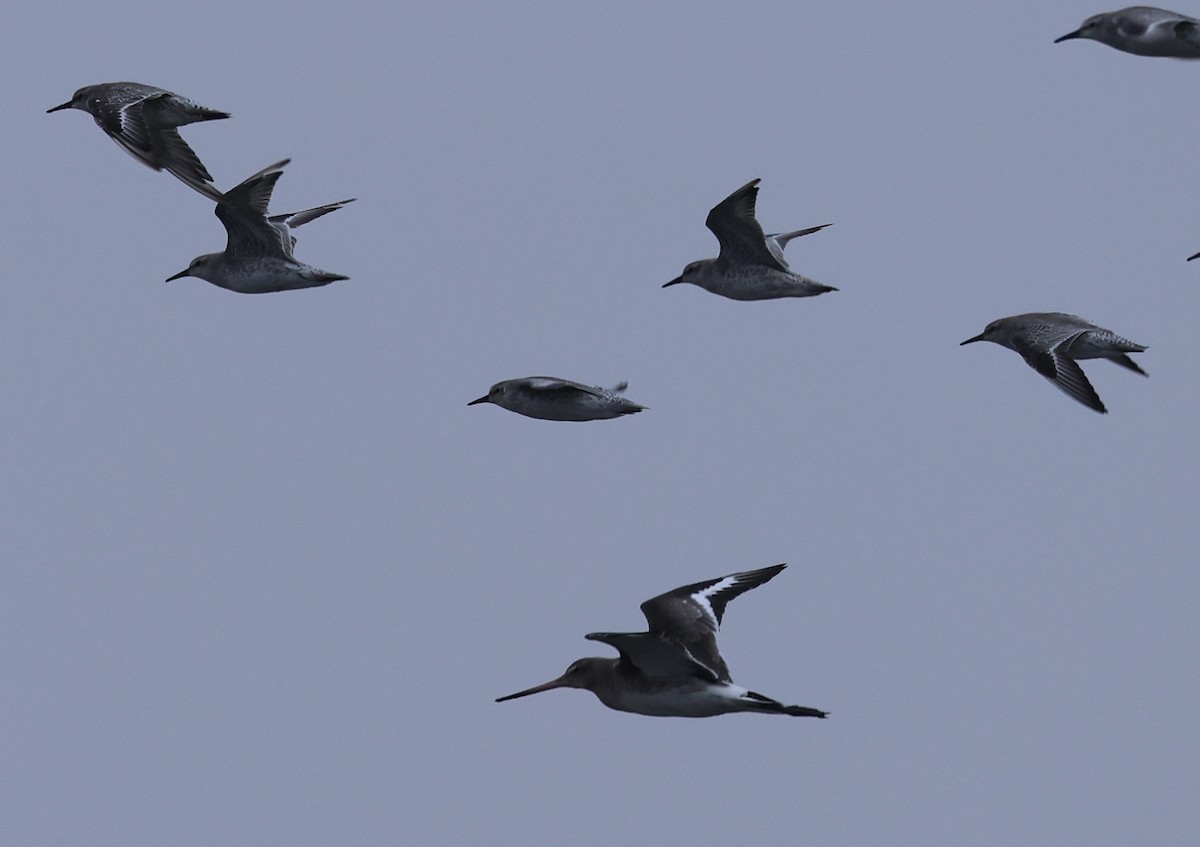 Black-tailed Godwit - ML624224107