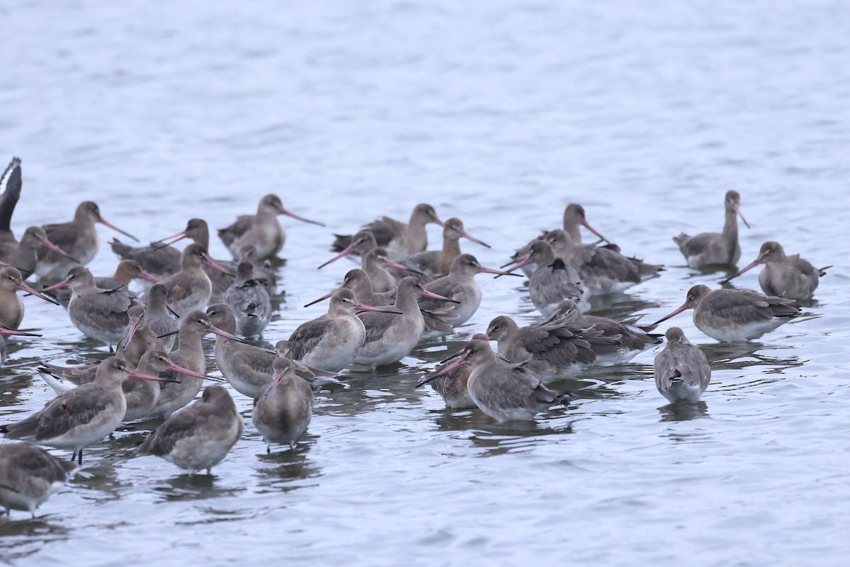 Black-tailed Godwit - ML624224108