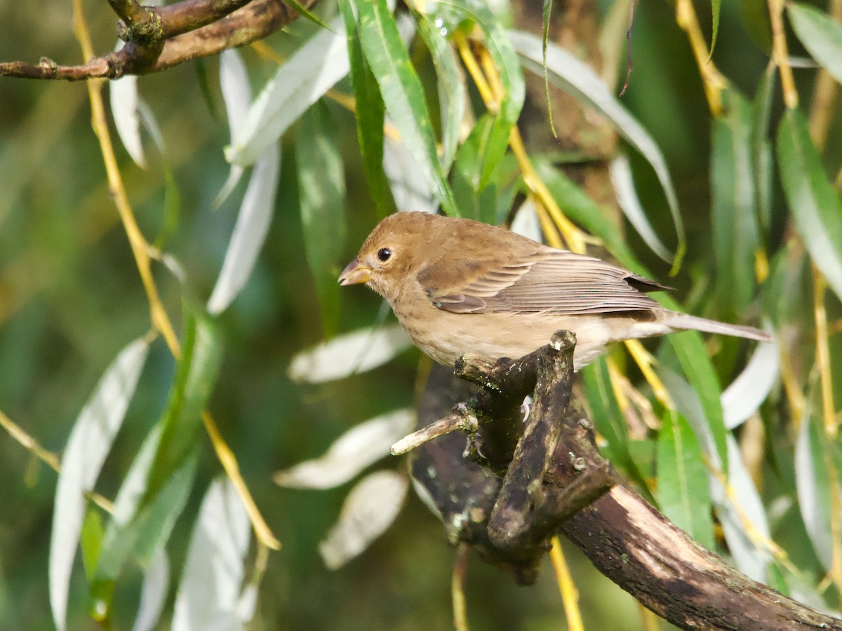 Indigo Bunting - ML624224113