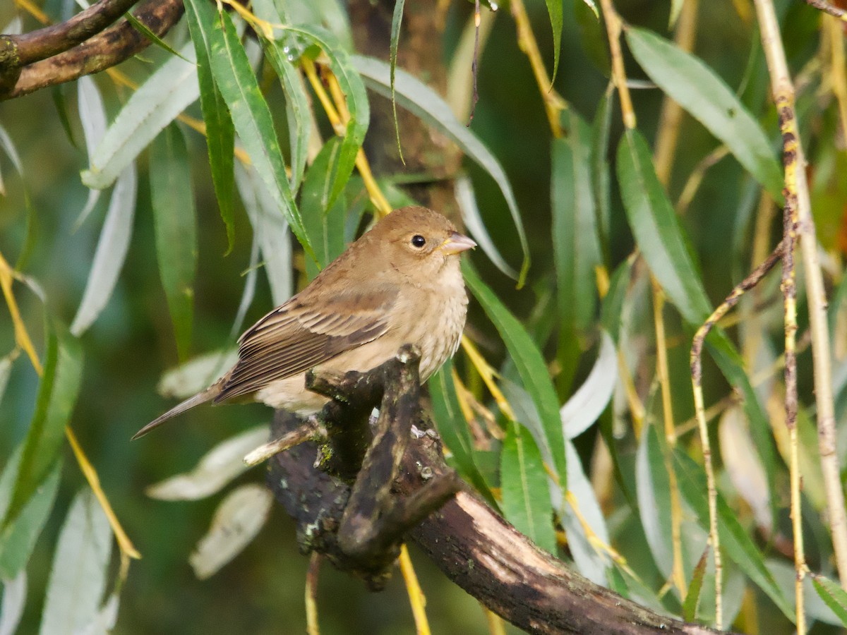 Indigo Bunting - ML624224114