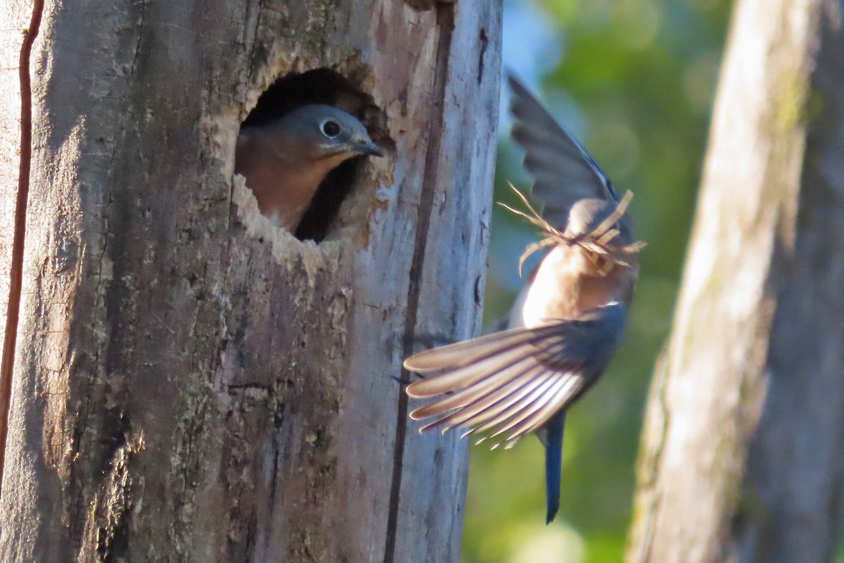 Eastern Bluebird - ML624224117