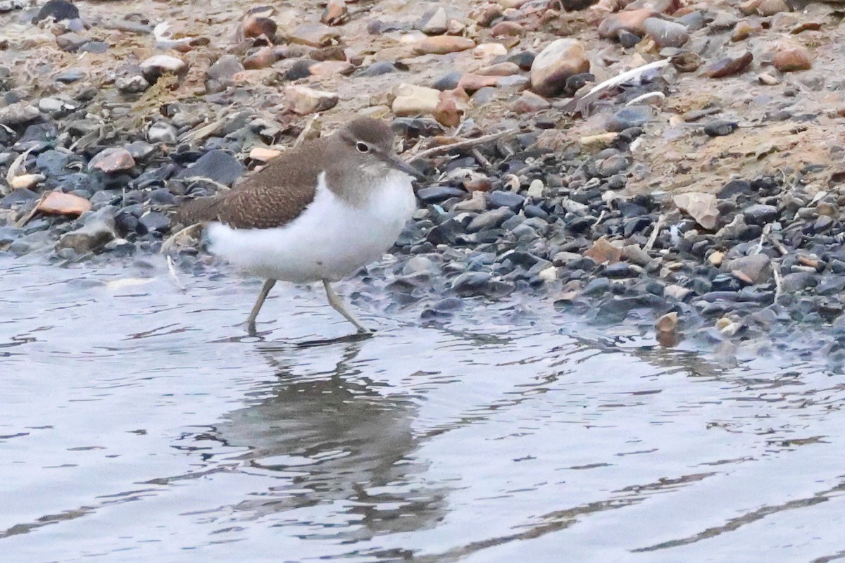 Common Sandpiper - ML624224126