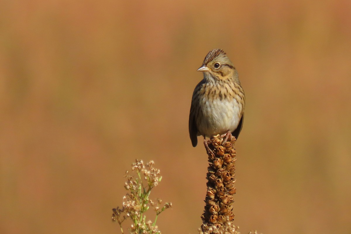 Lincoln's Sparrow - ML624224128