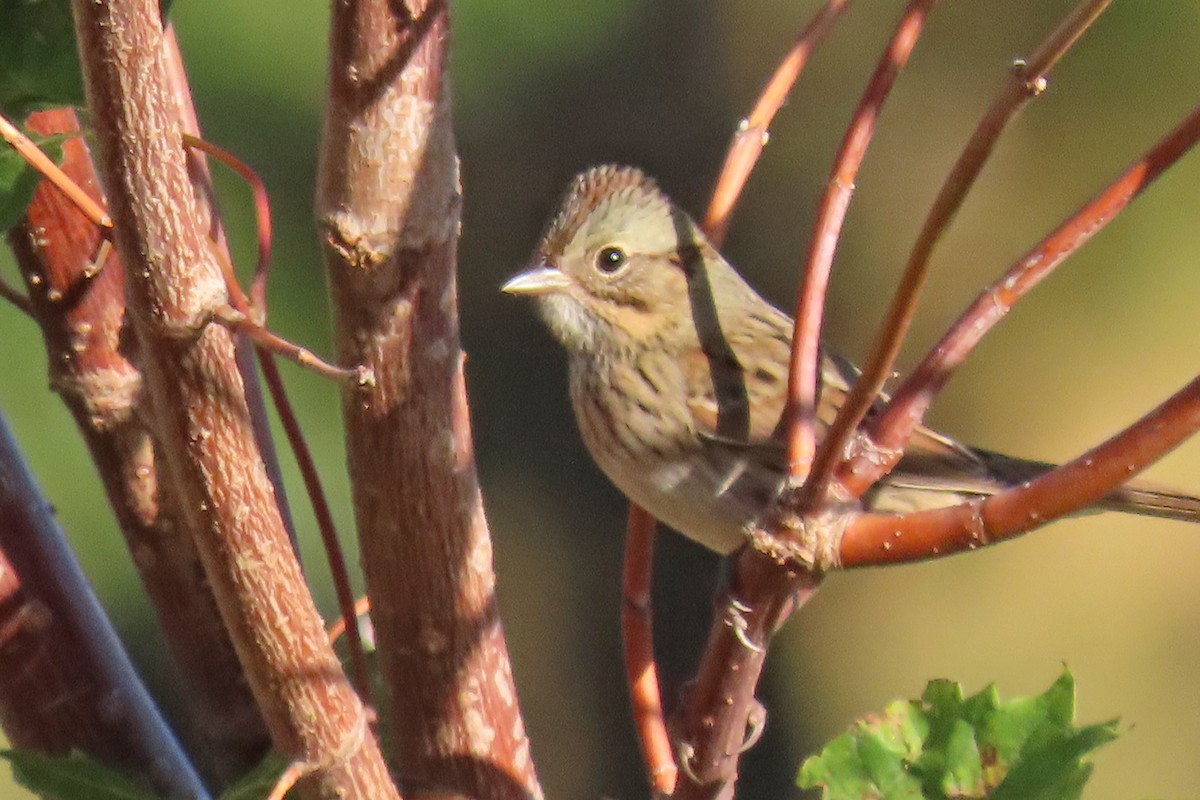 Lincoln's Sparrow - ML624224129