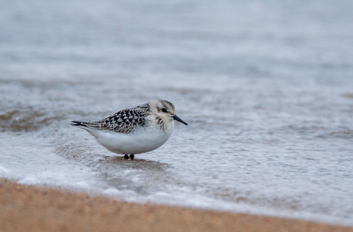 Sanderling - ML624224130