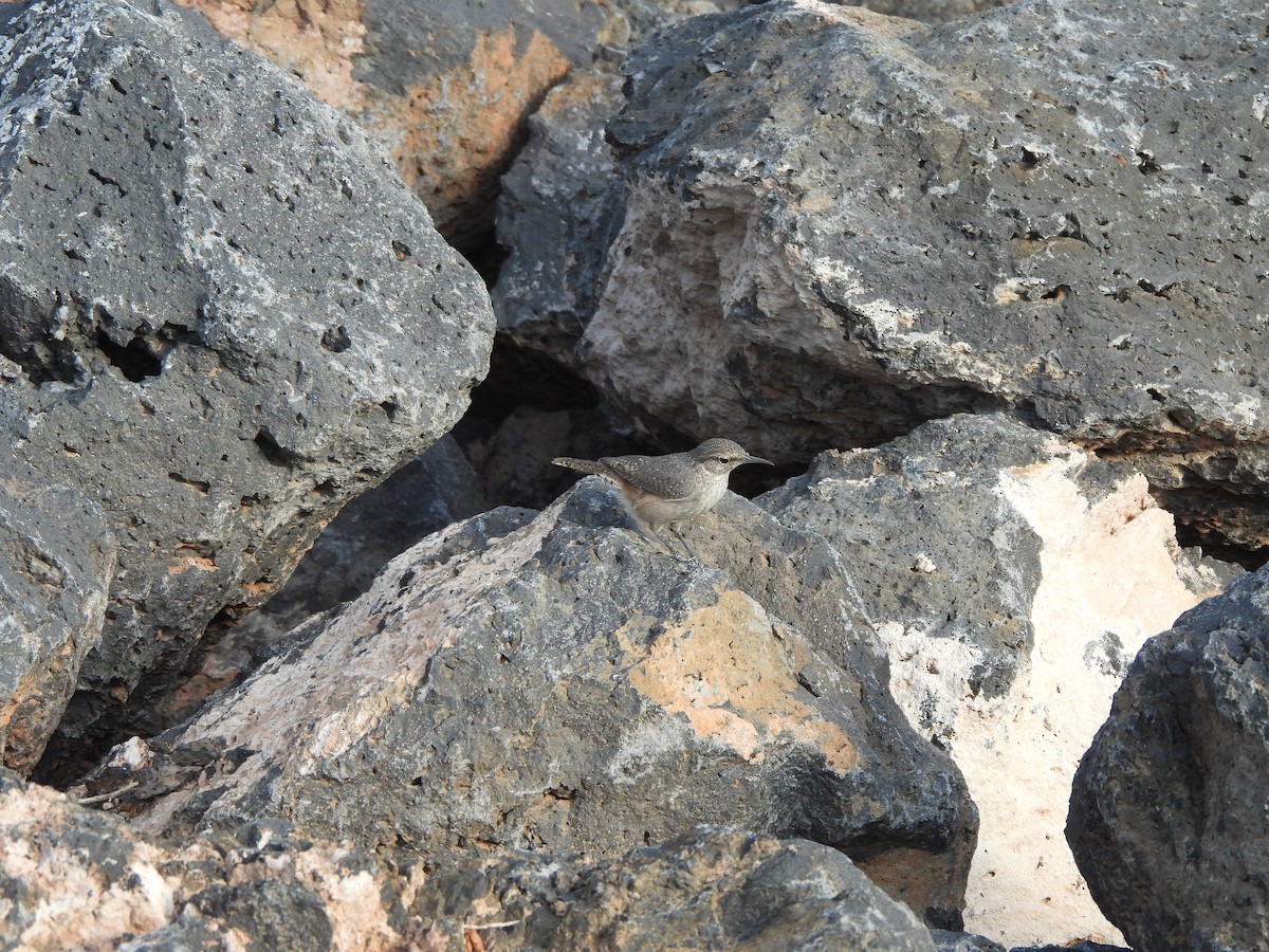 Rock Wren - Nathan Cross