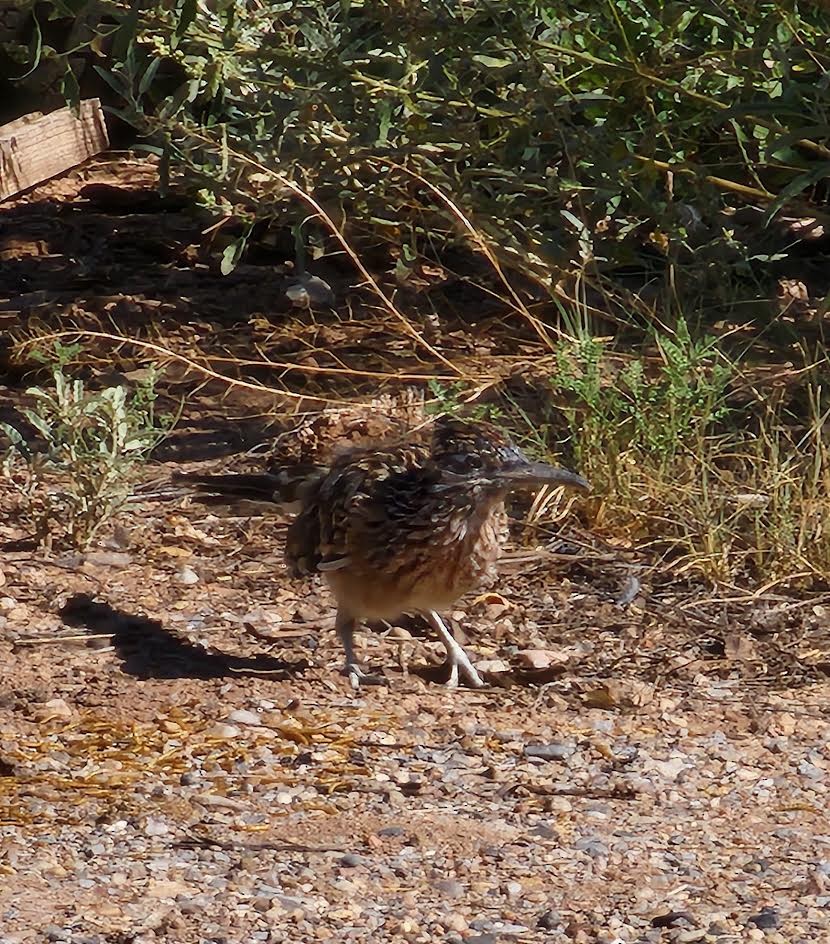 Correcaminos Grande - ML624224139