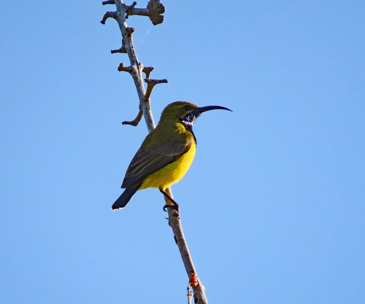 Sahul Sunbird - ML624224144