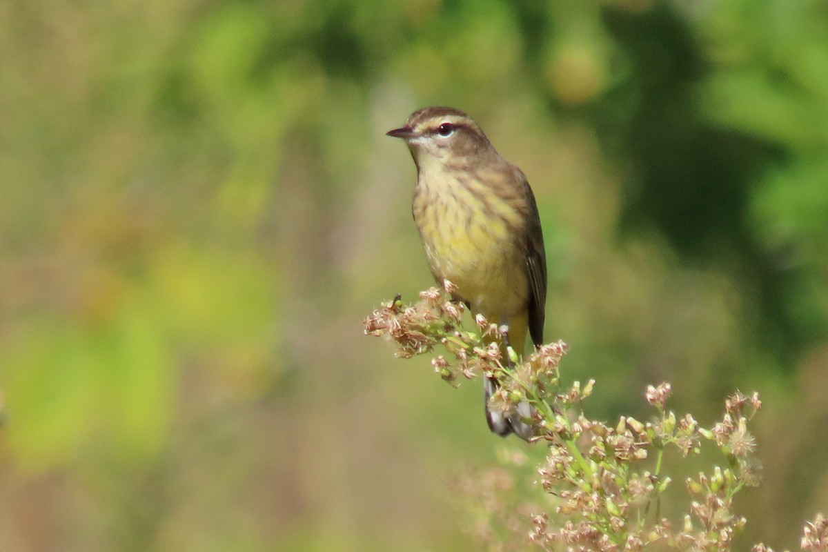 Palm Warbler - John Zakelj