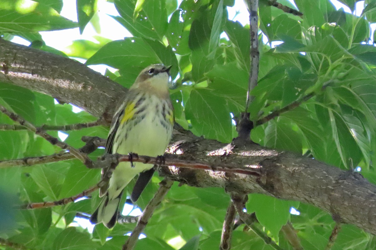 Yellow-rumped Warbler - ML624224160