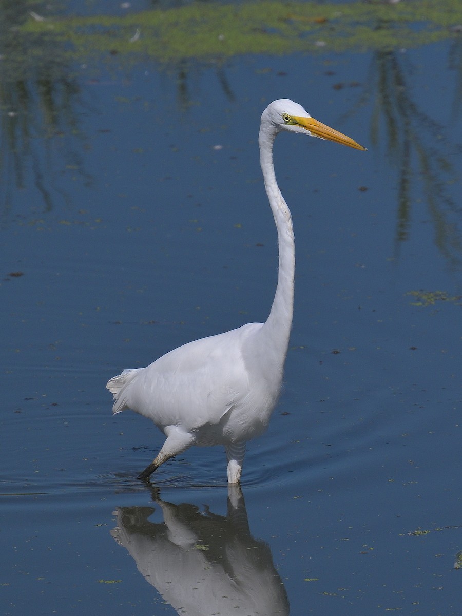 Great Egret - maggie s