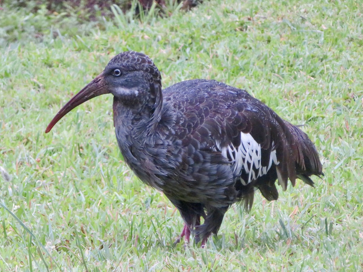 Wattled Ibis - ML624224165