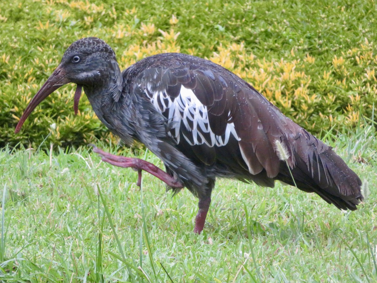 Wattled Ibis - ML624224166