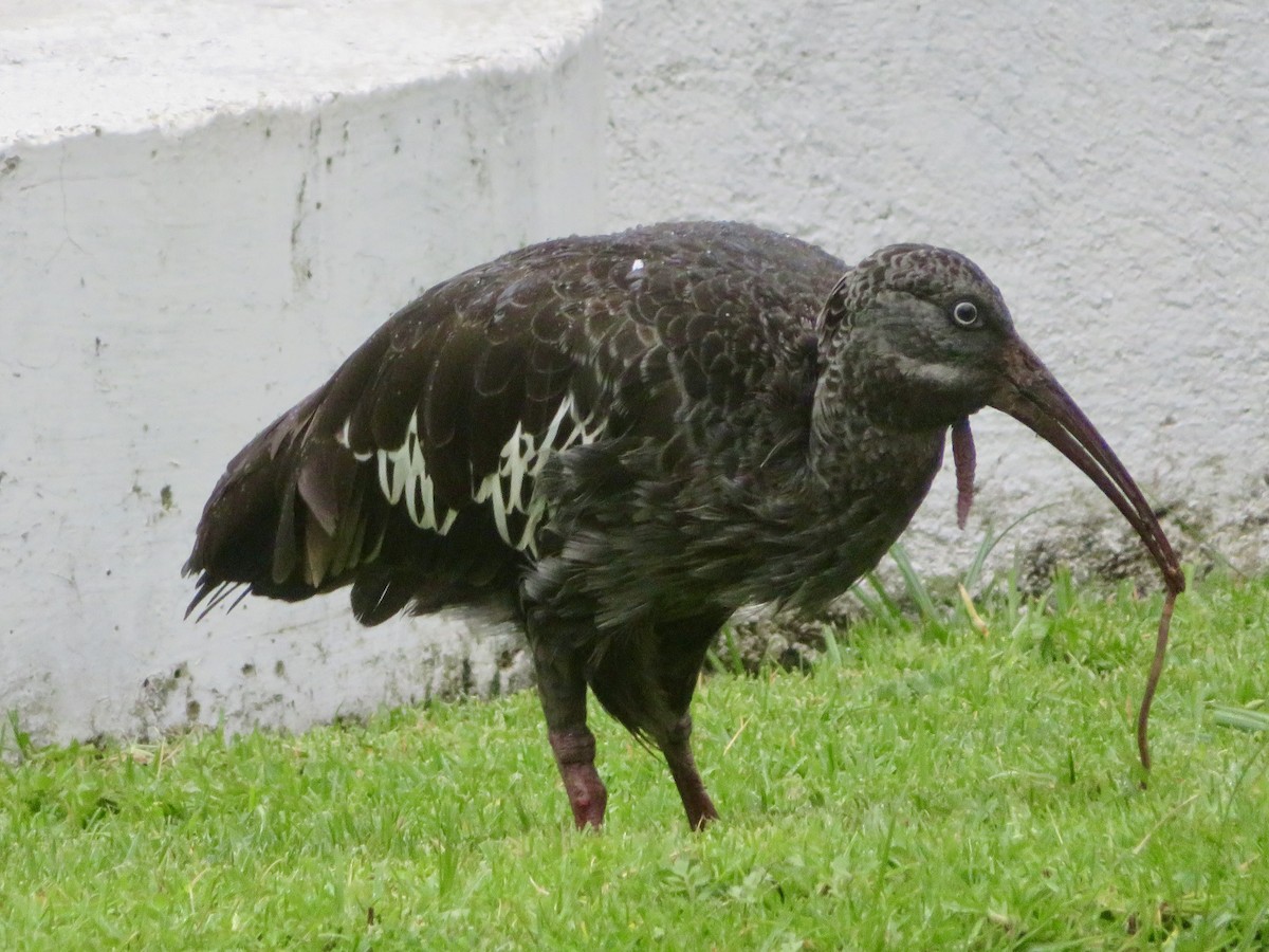 Wattled Ibis - ML624224167