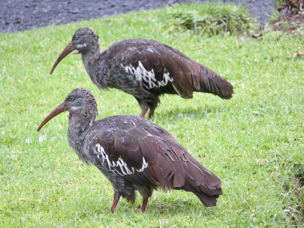 Wattled Ibis - ML624224168