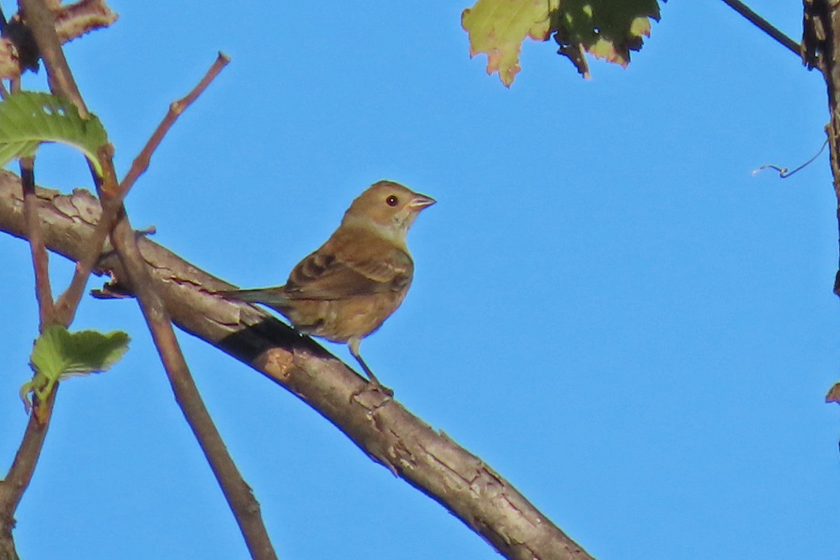 Indigo Bunting - ML624224172