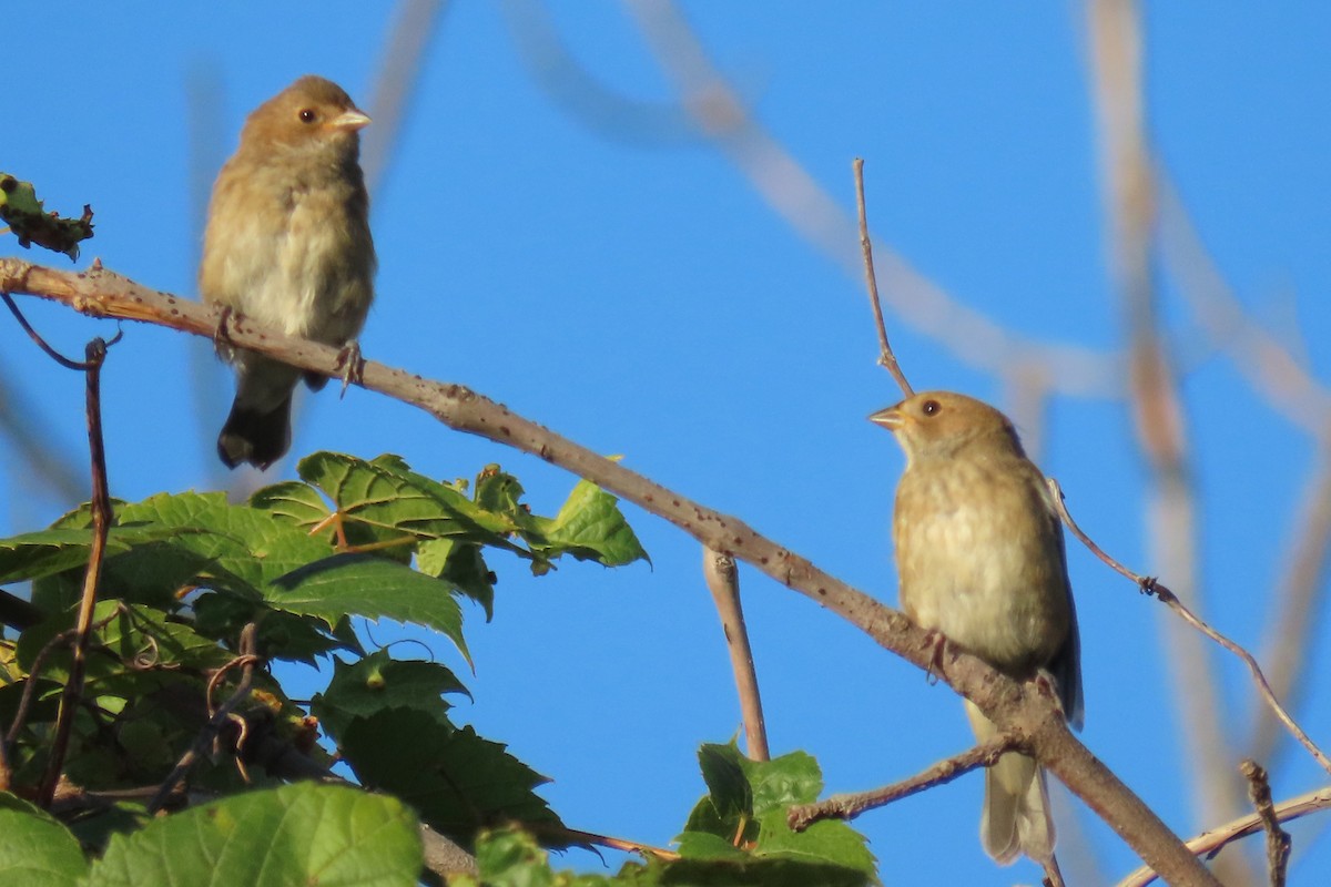 Indigo Bunting - ML624224173