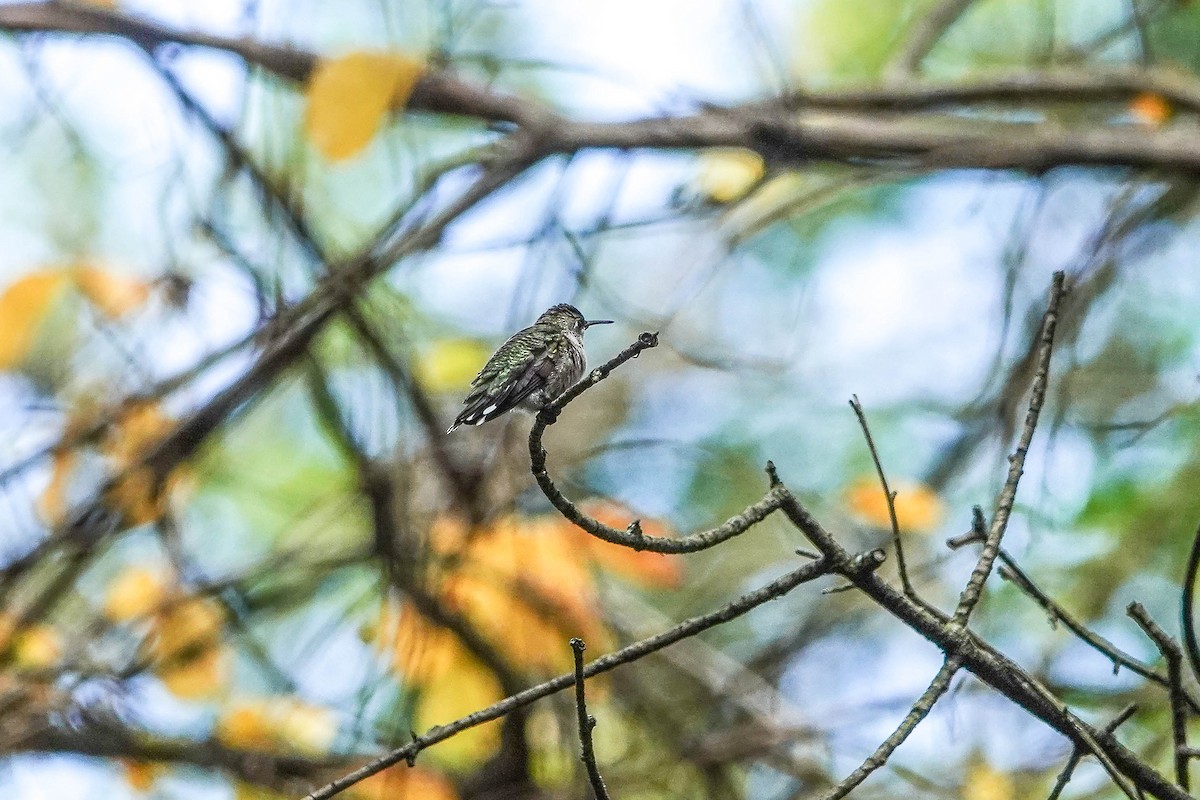 Ruby-throated Hummingbird - Harvey Fogel