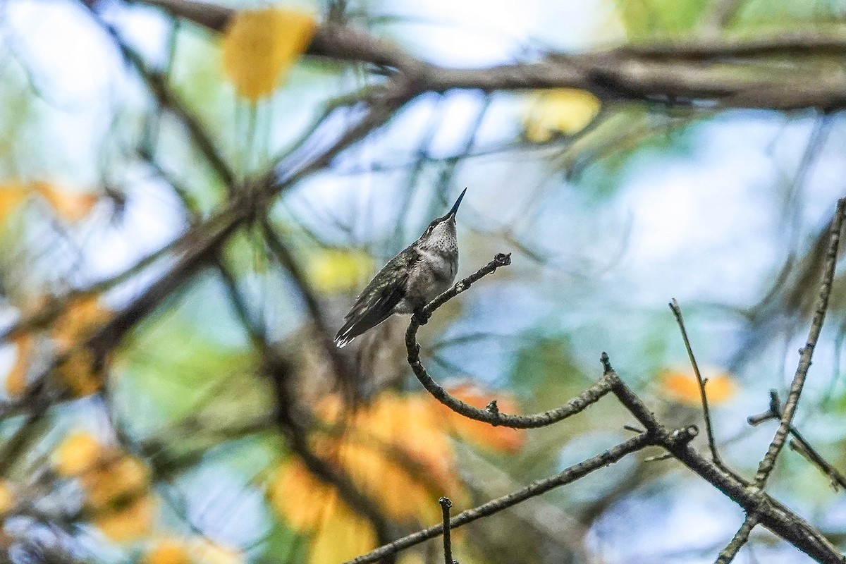 Ruby-throated Hummingbird - ML624224179