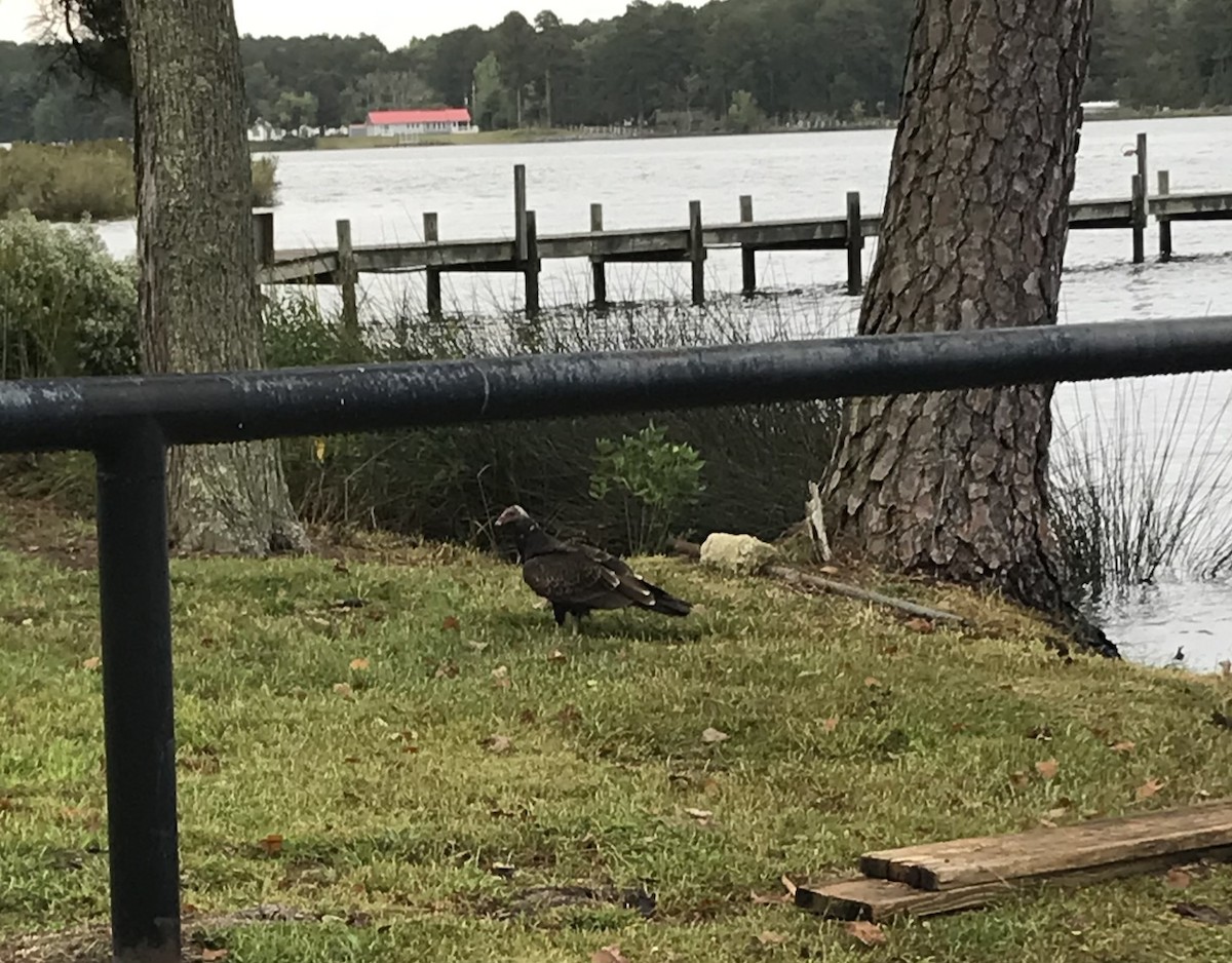 Turkey Vulture - ML624224180