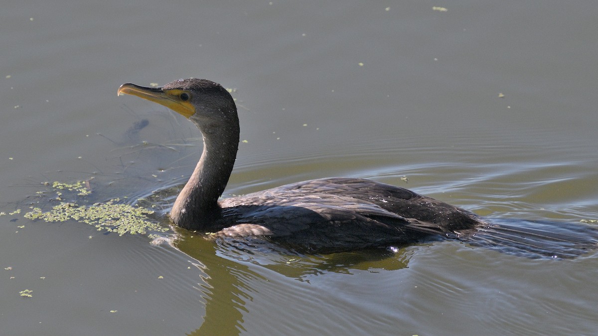 Double-crested Cormorant - ML624224198