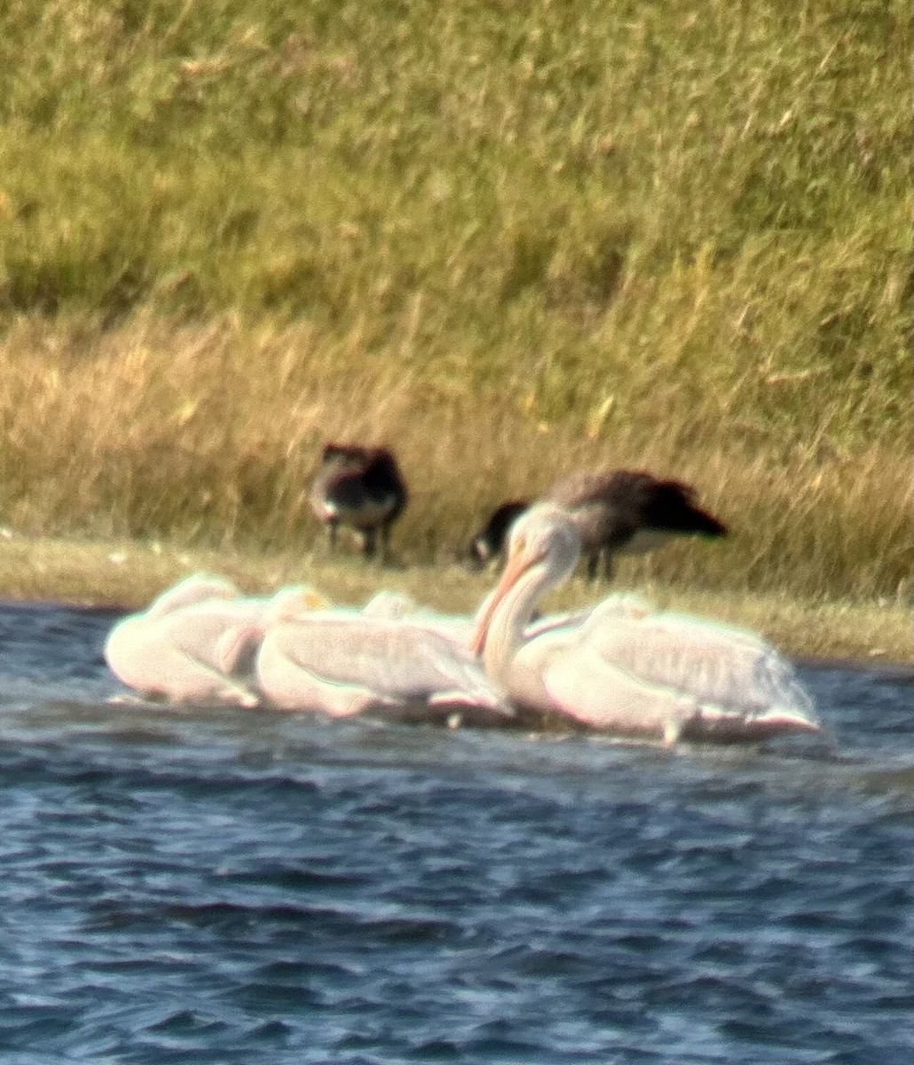 American White Pelican - ML624224199