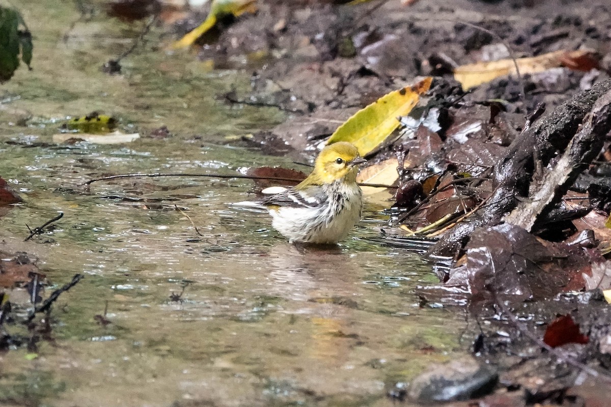 Black-throated Green Warbler - ML624224200