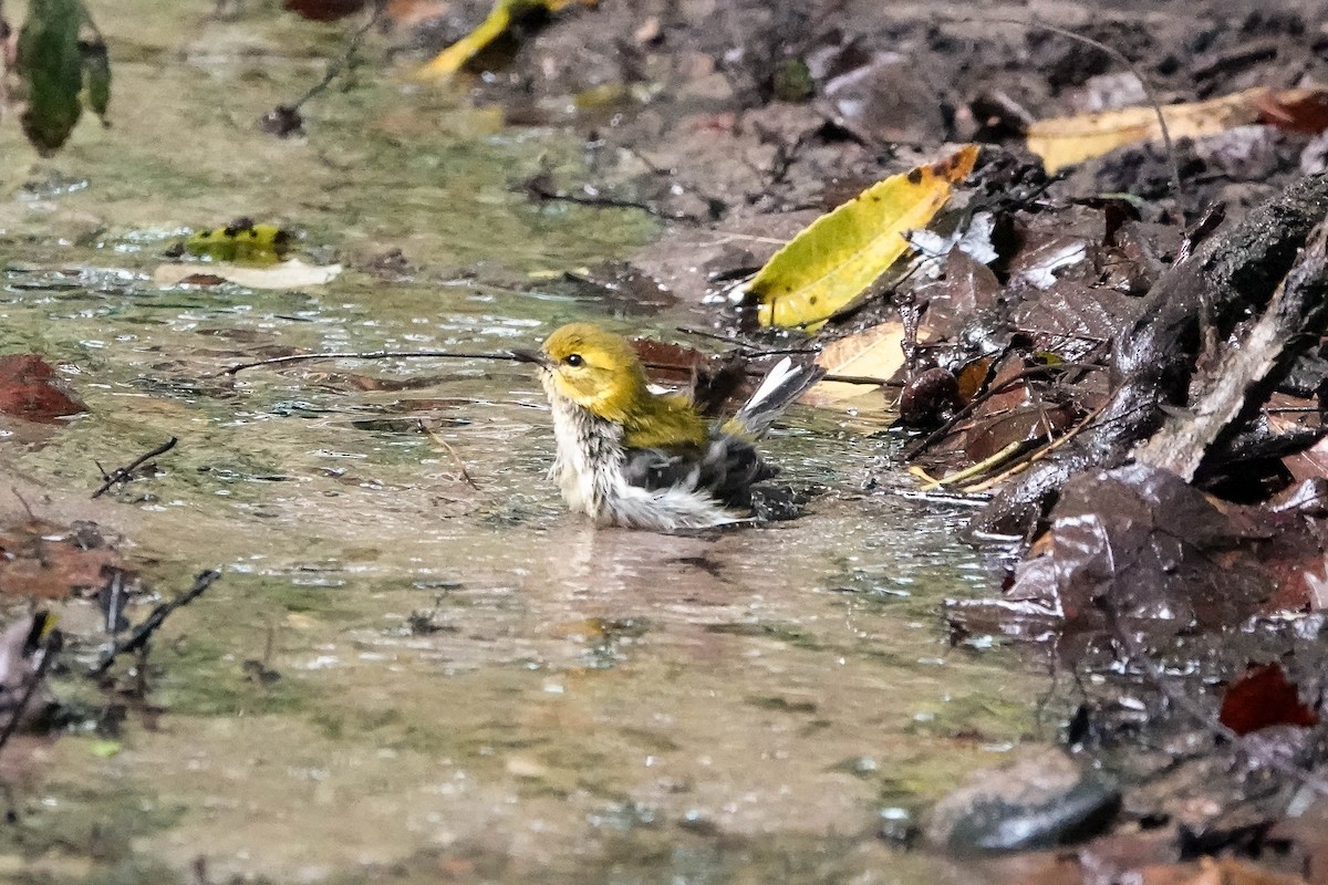 Black-throated Green Warbler - ML624224202