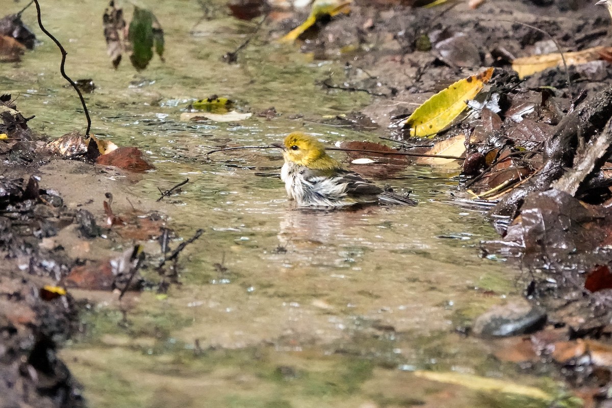 Black-throated Green Warbler - ML624224203