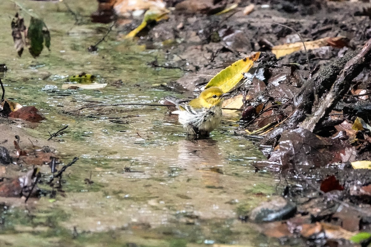 Black-throated Green Warbler - ML624224204