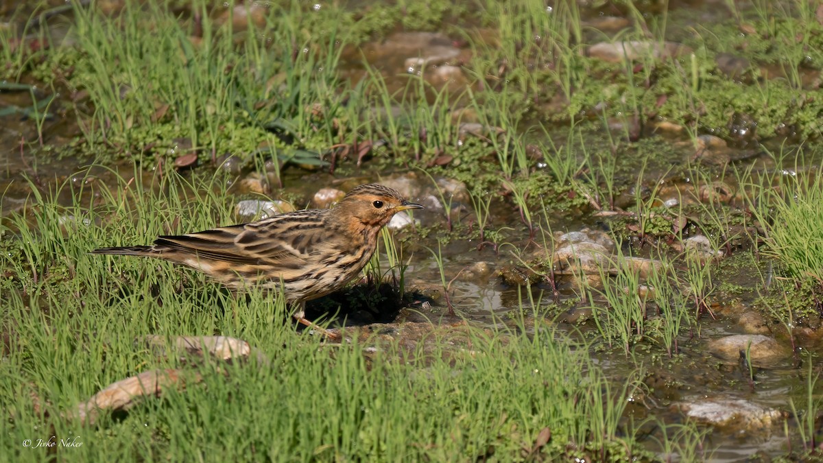 Red-throated Pipit - ML624224210