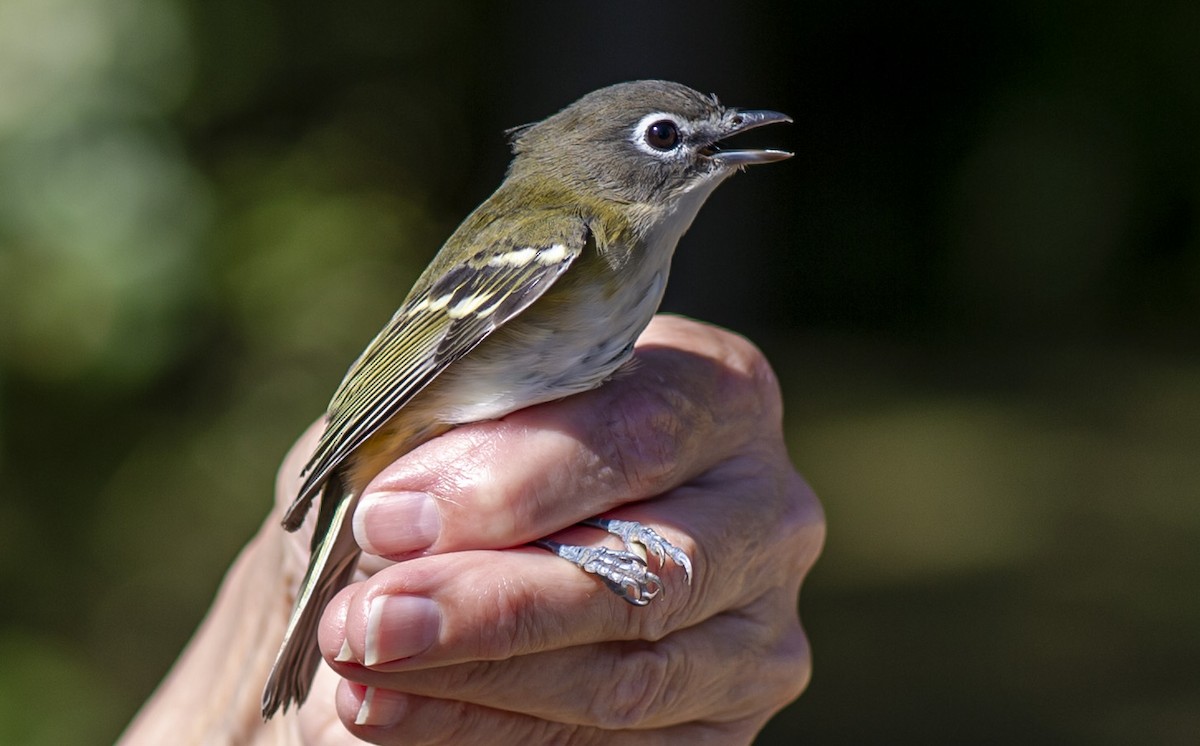 Blue-headed Vireo - ML624224218