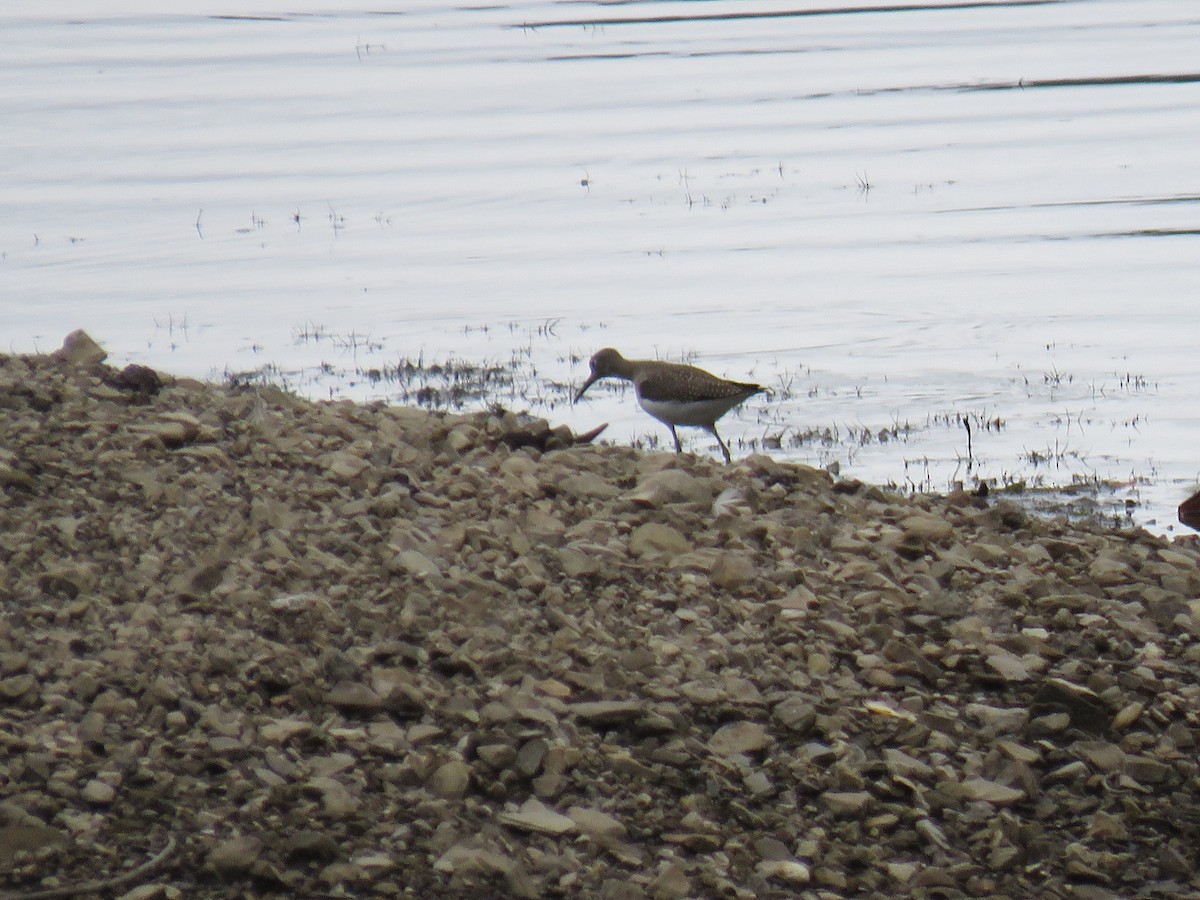 Solitary Sandpiper - ML624224224