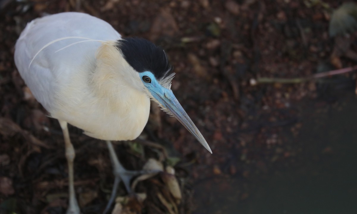 Capped Heron - ML624224225