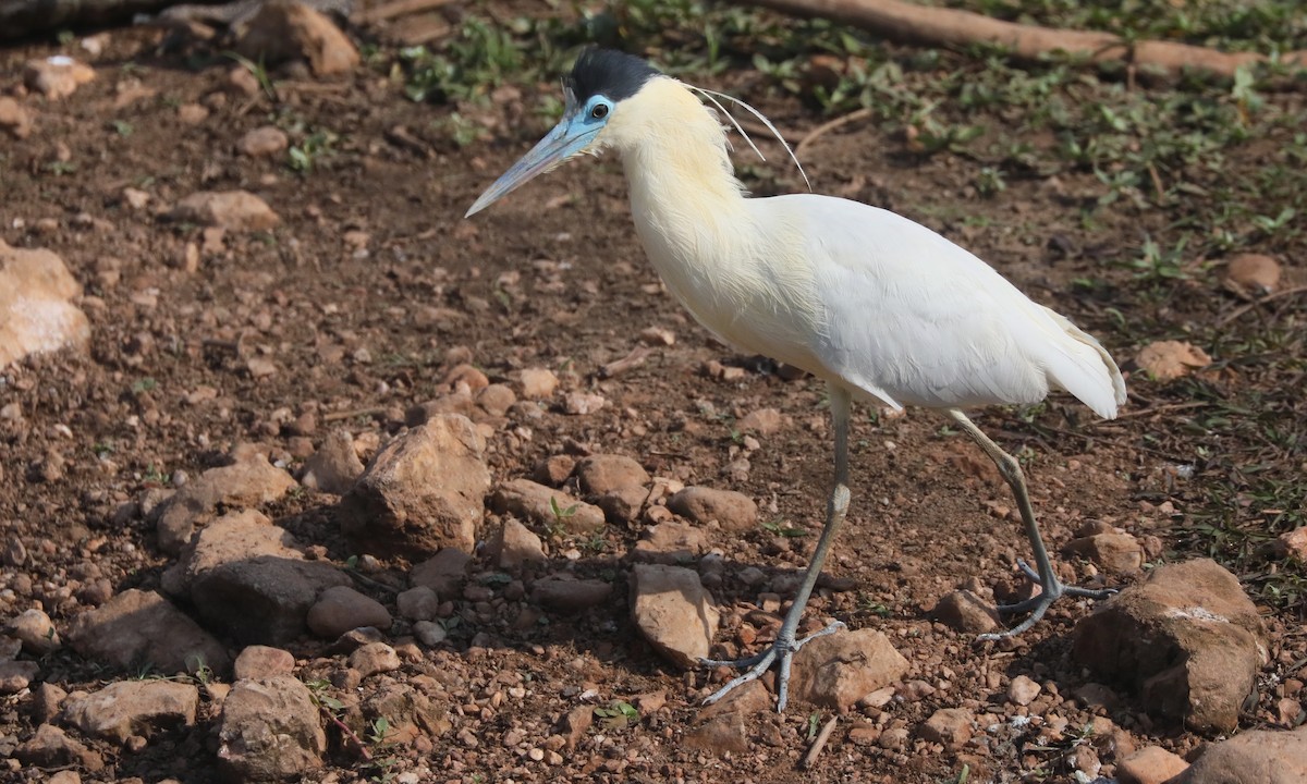 Capped Heron - ML624224226