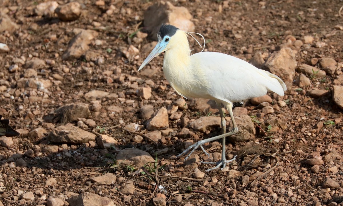 Capped Heron - ML624224227