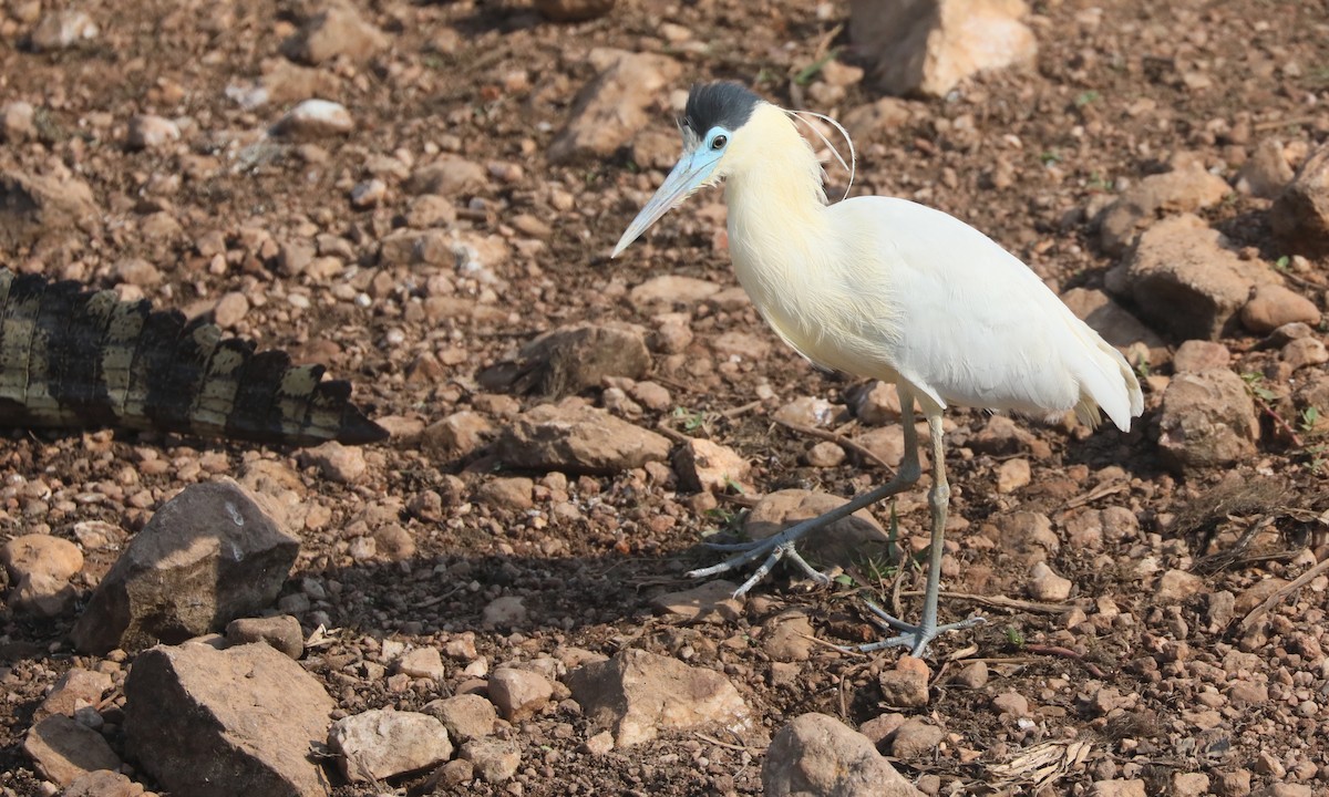 Capped Heron - ML624224228