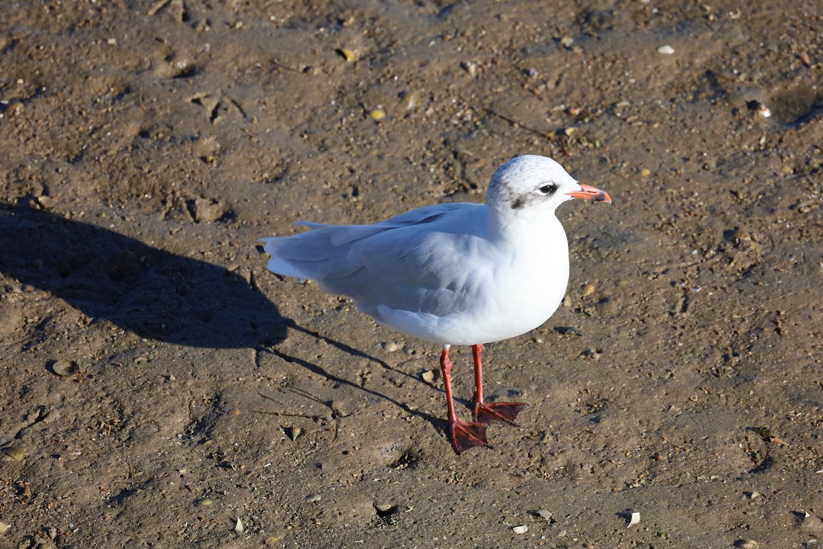 Mediterranean Gull - ML624224229