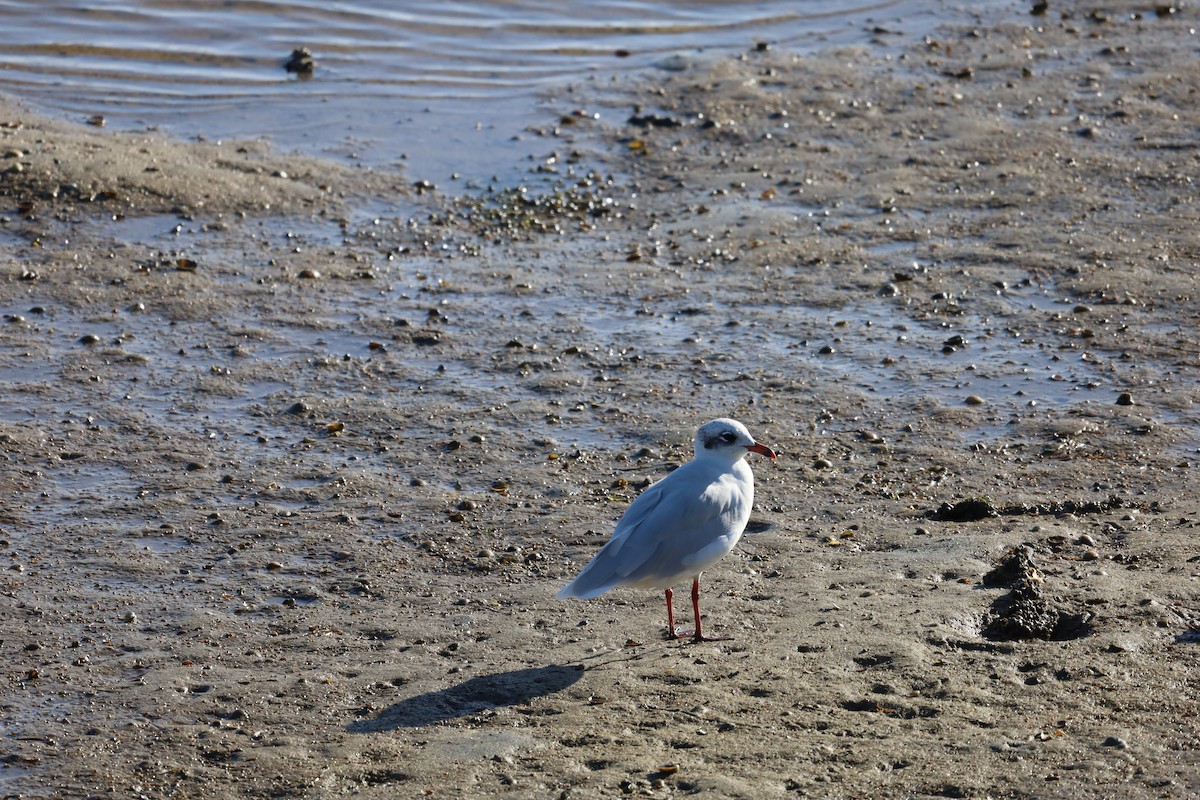 Mediterranean Gull - ML624224230