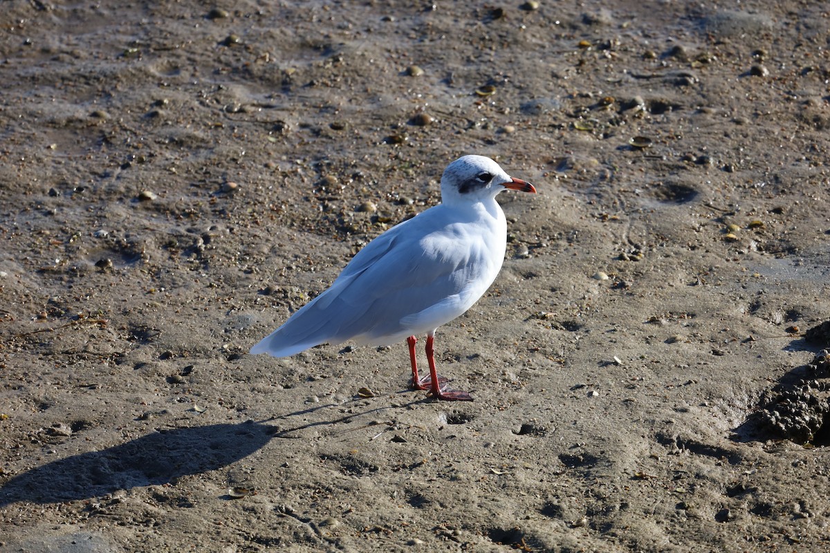 Mediterranean Gull - Luís Filipe Ferreira